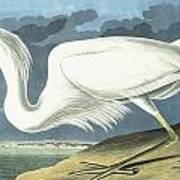 Great White Heron Art Print