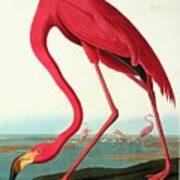 Greater Flamingo #1 Art Print