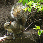 Grey Squirrel  #2 Art Print