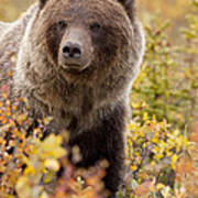 Grizzly Bear In Autumn #1 Art Print