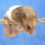 hamster products online