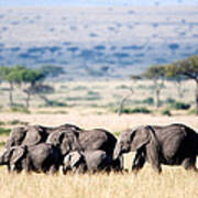 Herd Of African Elephants Loxodonta #1 Art Print