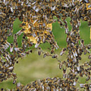 Honey Bees Join To Repair Honeycomb #1 Art Print