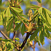 Horse Chestnut #2 Art Print