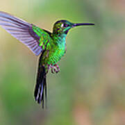 Hummingbird , Green-crowned Brilliant #1 Art Print