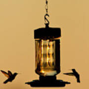 Hummingbirds At Feeder Before Sunrise #1 Art Print