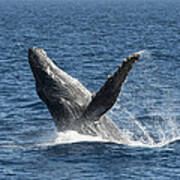 Humpback Whale Breaching Maui #1 Art Print