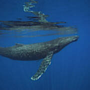 Humpback Whale  Megaptera Novaeangliae #1 Art Print