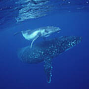 Humpback Whale Mother And Calf Tonga Art Print