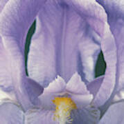 Iris Flower #1 Art Print