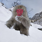 Japanese Macaque In Snow Jigokudani #1 Art Print