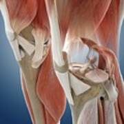 Knee Anatomy #1 Art Print
