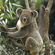 Koala Male In Eucalyptus Australia #1 Art Print