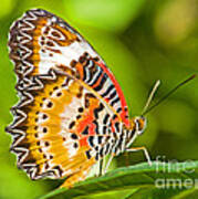 Lacewing Butterfly  #1 Art Print
