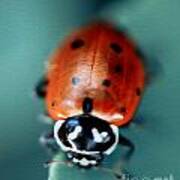 Ladybug On Green Leaf #2 Art Print