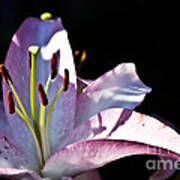 Lavender Lily #1 Art Print