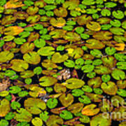 Lilly Pond #1 Art Print