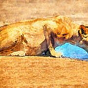Lioness Drinking #1 Art Print