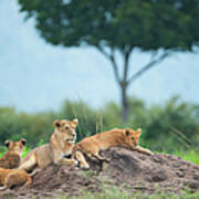 Lioness With Cubs In The Green Plains #1 Art Print