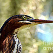 Little Green Heron Portrait #1 Art Print