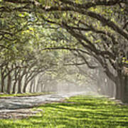 Live Oak Allee #1 Art Print