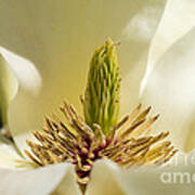 Magnolia #2 Art Print