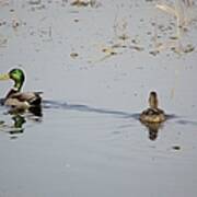 Mallards #1 Art Print