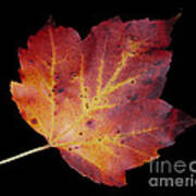 Maple Leaf #1 Art Print