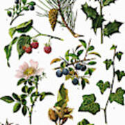 Medicinal And Herbal Plants #1 Art Print