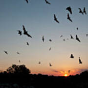 Mexican Free-tailed Bats (tadarida #1 Art Print