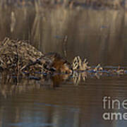 Muskrat Ondatra Zibethicus #1 Art Print