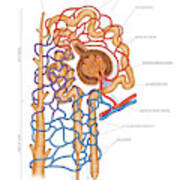 Nephron And Blood Vessels #1 Art Print