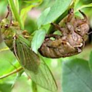 Newly Emerged Green Grocer Cicada #1 Art Print