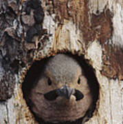 Northern Flicker  In Nest Cavity  Alaska #1 Art Print