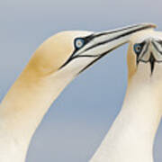 Northern Gannets Greeting Saltee Island Art Print