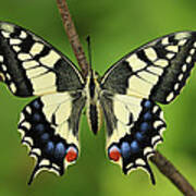 Oldworld Swallowtail Butterfly #2 Art Print