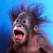 Orangutan Pongo Pygmaeus Baby #1 Art Print