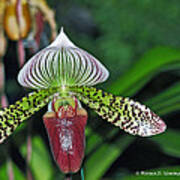 Paphiopedilum Orchid Slipper Orchid #1 Art Print