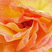Peach Rose #2 Art Print