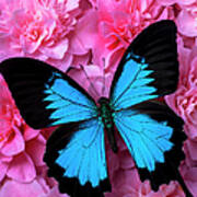 Pink Camilla And Blue Butterfly #1 Art Print