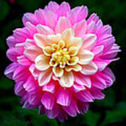 Pink Dahlia #1 Art Print