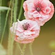 Pink Double Shirley Poppies #1 Art Print