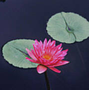 Pink Water Lily Two Pads #1 Art Print