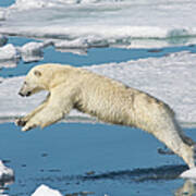 Polar Bear On Ice Pack High Arctic #1 Art Print