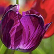 Purple Tulip Macro #1 Art Print