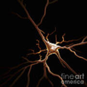 Pyramidal Neuron #1 Art Print