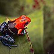 Red Blue Poison Dart Frog #1 Art Print