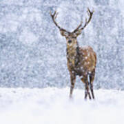 Red Deer Stag In Snowfall Derbyshire Uk #1 Art Print