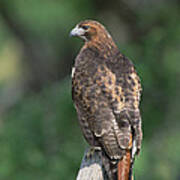 Red-tailed Hawk Perching #1 Art Print