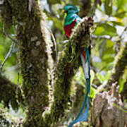 Resplendent Quetzal Male Costa Rica Art Print